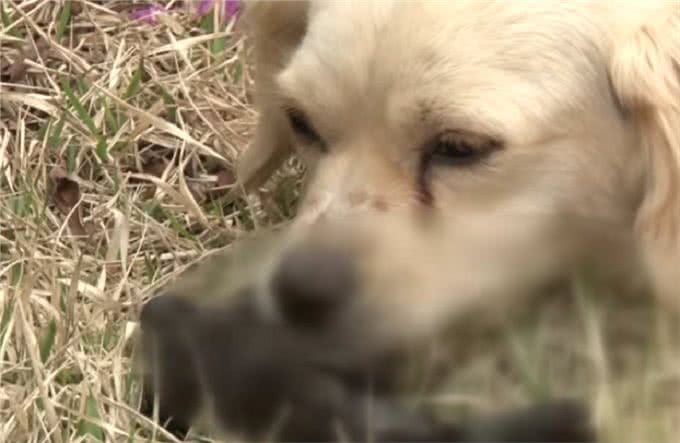 狗宝宝意外去世，狗妈妈的行为让人感动，狗狗：妈妈好想你们