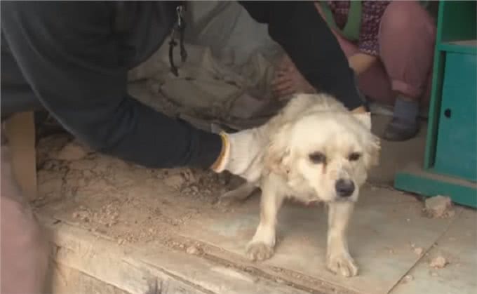 狗宝宝意外去世，狗妈妈的行为让人感动，狗狗：妈妈好想你们