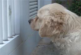 狗宝宝意外去世，狗妈妈的行为让人感动，狗狗：妈妈好想你们