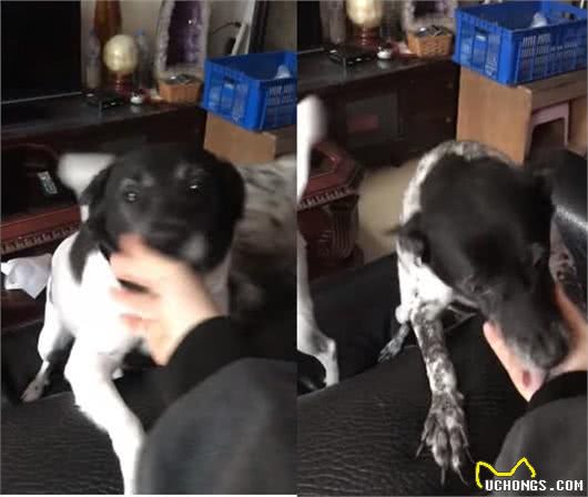 主人出门20分钟，狗狗跟几天没见一样，超激动上了撒娇