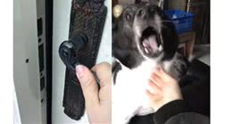 主人出门20分钟，狗狗跟几天没见一样，超激动上了撒娇