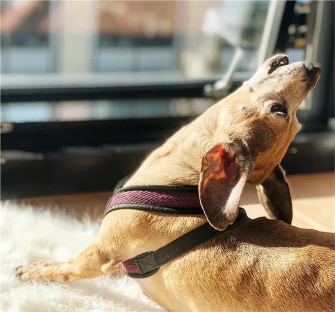 狗狗总爱叫怎么办?教你一招噤声训练，可以有效解决这个问题