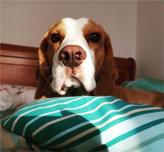 狗狗总爱叫怎么办?教你一招噤声训练，可以有效解决这个问题