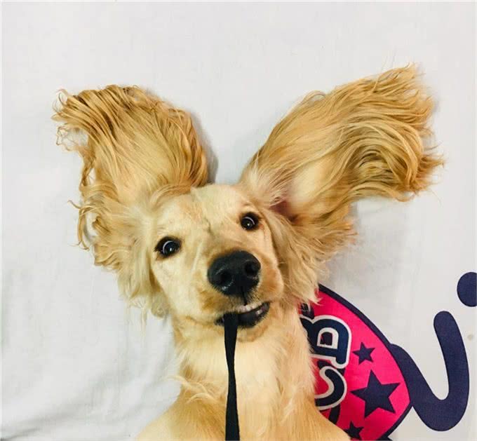 狗狗总爱叫怎么办?教你一招噤声训练，可以有效解决这个问题