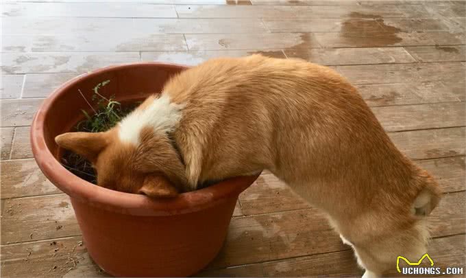 狗狗总爱叫怎么办?教你一招噤声训练，可以有效解决这个问题