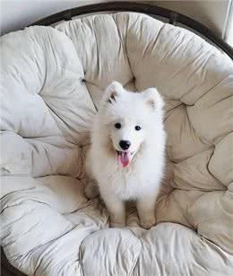 狗狗总爱叫怎么办?教你一招噤声训练，可以有效解决这个问题