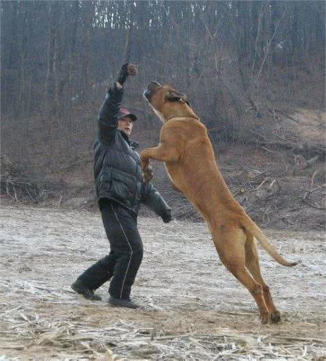 巨犬榜—终于放完了