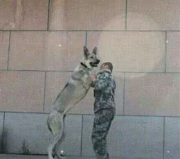 巨犬榜—终于放完了