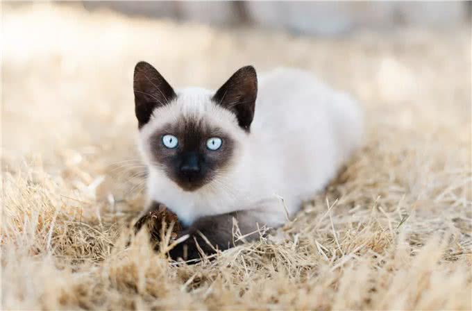 你所不知的10种长寿猫咪