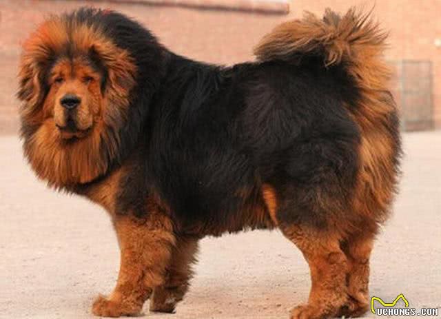 喜欢狗狗的你们，知道世界排行最凶猛的狗前三位是什么吗?