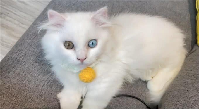 女子花7500买了只矮脚猫,回去才发现喵耳聋:这可怎么办呀?