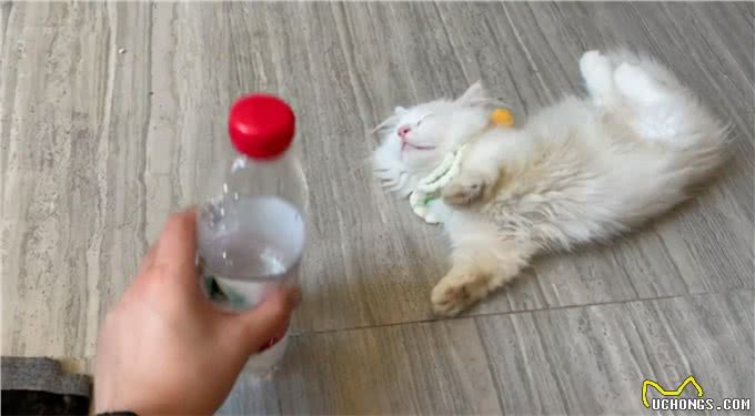 女子花7500买了只矮脚猫,回去才发现喵耳聋:这可怎么办呀?