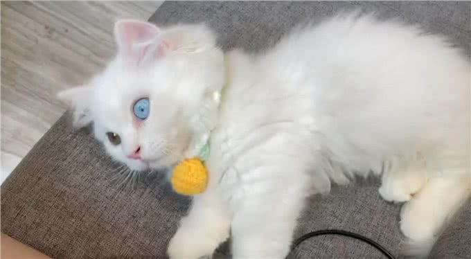 女子花7500买了只矮脚猫,回去才发现喵耳聋:这可怎么办呀?