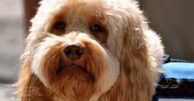 不是吹，狗狗也能嗅出低血糖