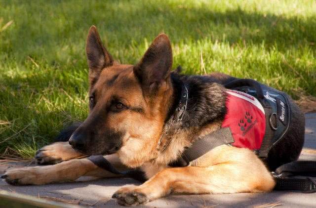 不是吹，狗狗也能嗅出低血糖