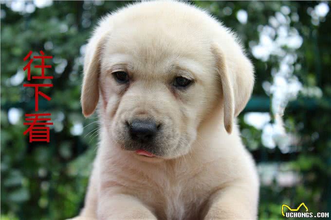 不是吹，狗狗也能嗅出低血糖