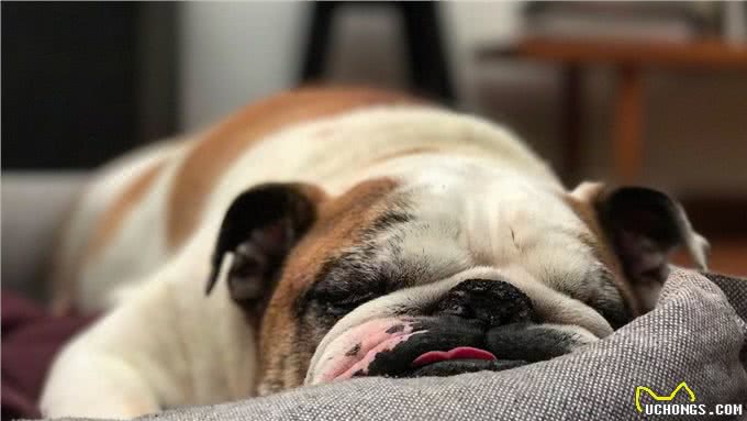 为什么人们不愿养英国斗牛犬了?网友:原因很简单