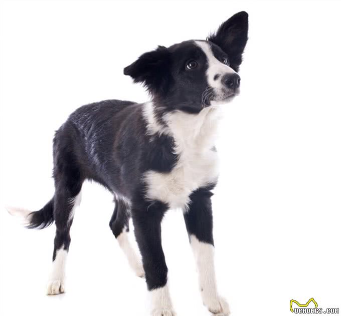 在中国传统认知中,小狗白尾巴不好,小狗尾巴尖是白色有什么说法