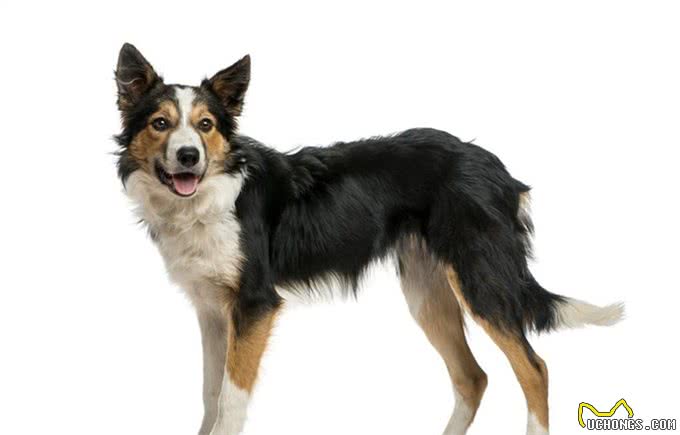 在中国传统认知中,小狗白尾巴不好,小狗尾巴尖是白色有什么说法