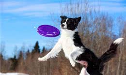 在中国传统认知中，小狗白尾巴不好，小狗尾巴尖是白色有什么说法