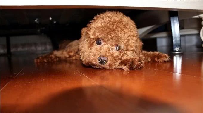 一只狗有这几个迹象，证明它讨厌你了，你却傻傻不知道