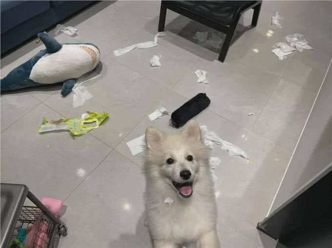 一只狗有这几个迹象，证明它讨厌你了，你却傻傻不知道