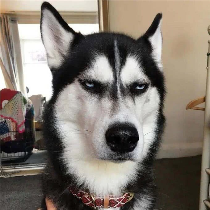 一只狗有这几个迹象，证明它讨厌你了，你却傻傻不知道