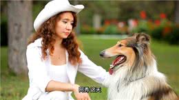 狗狗选美大赛:女主人带胖狗去参赛，结果全场都安静了