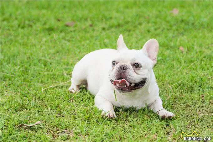 懒人养狗的福音!这3种狗狗你值得拥有
