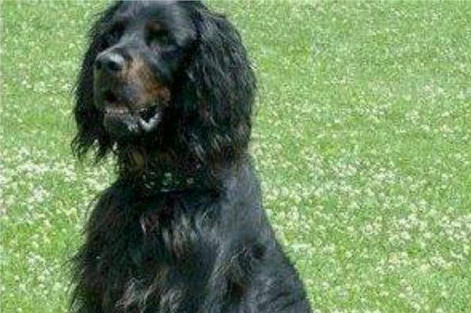 每日一犬-戈登雪达犬