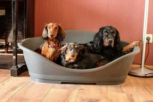 每日一犬-戈登雪达犬