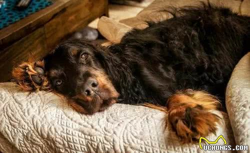 每日一犬-戈登雪达犬