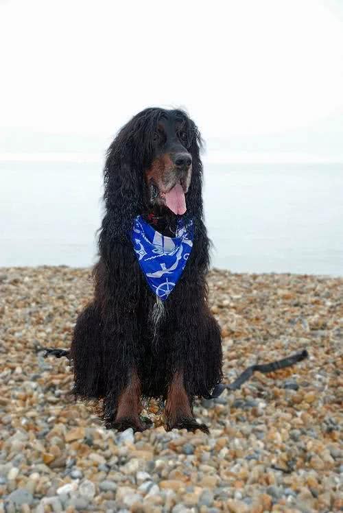 每日一犬-戈登雪达犬