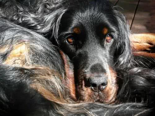 每日一犬-戈登雪达犬