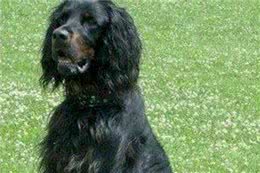 每日一犬-戈登雪达犬