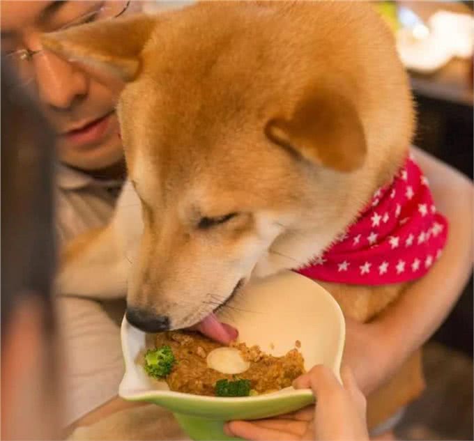 猫猫狗狗看见罐头就没命,那到底该怎么健康地吃罐头呢?