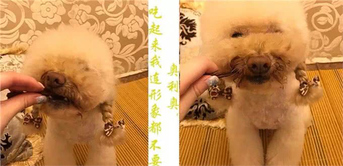 猫猫狗狗看见罐头就没命,那到底该怎么健康地吃罐头呢?