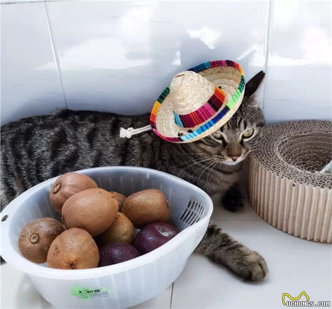 猫猫狗狗看见罐头就没命,那到底该怎么健康地吃罐头呢?