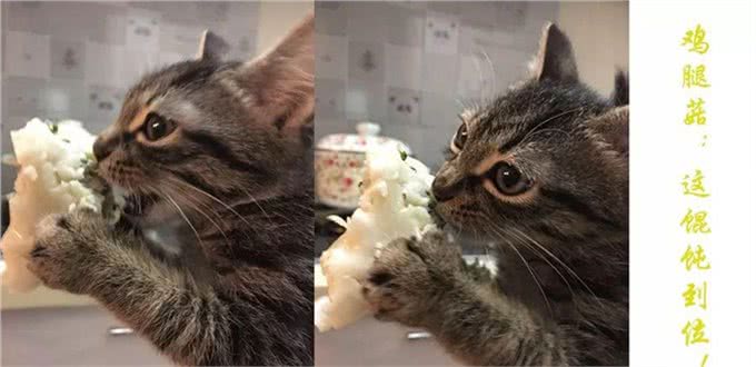 猫猫狗狗看见罐头就没命,那到底该怎么健康地吃罐头呢?