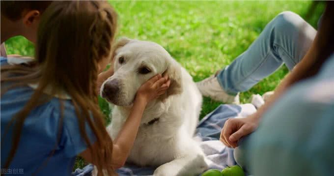 新手养狗必看,狗狗孤独的10种表现