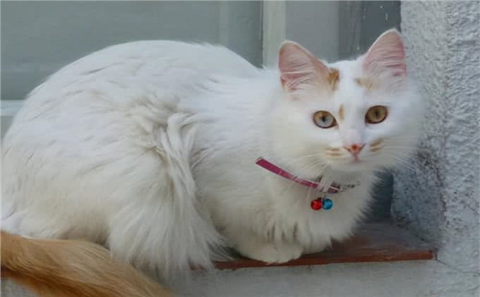 宠物猫系列之土耳其梵猫