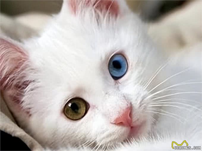 宠物猫系列之土耳其梵猫