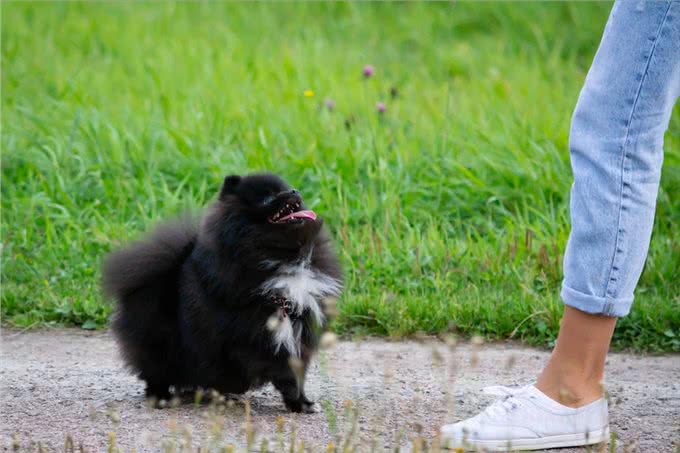 狗狗怎么分辨主人?主要是通过这5个方法