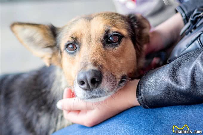 狗狗怎么分辨主人?主要是通过这5个方法