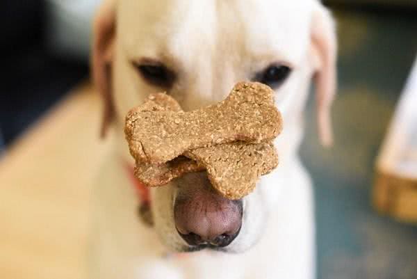 我们的燕麦早餐，可以跟狗狗进行分享吗?狗狗需要燕麦里的营养吗