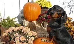 我们的燕麦早餐，可以跟狗狗进行分享吗?狗狗需要燕麦里的营养吗