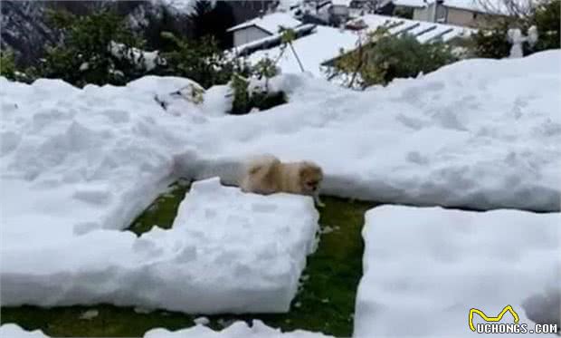 呆萌!花1小时挖了个冰雪迷宫,博美犬走到怀疑狗生
