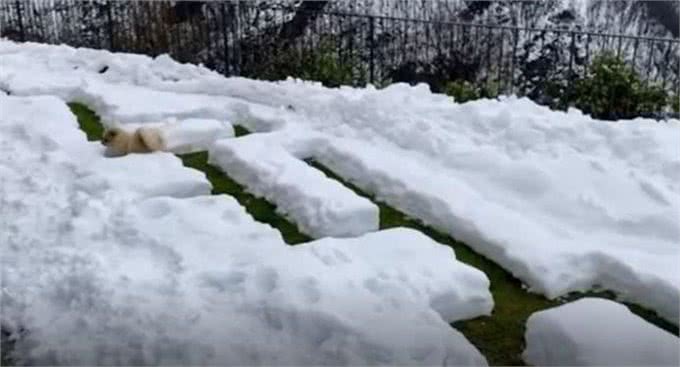 呆萌!花1小时挖了个冰雪迷宫,博美犬走到怀疑狗生