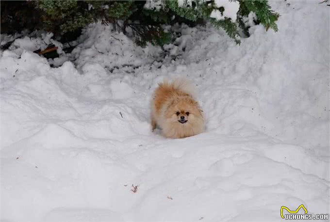 呆萌!花1小时挖了个冰雪迷宫,博美犬走到怀疑狗生