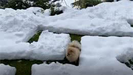 呆萌!花1小时挖了个冰雪迷宫，博美犬走到怀疑狗生